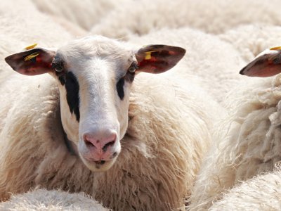 chov oviec