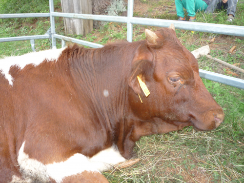 chov pinzgau 03