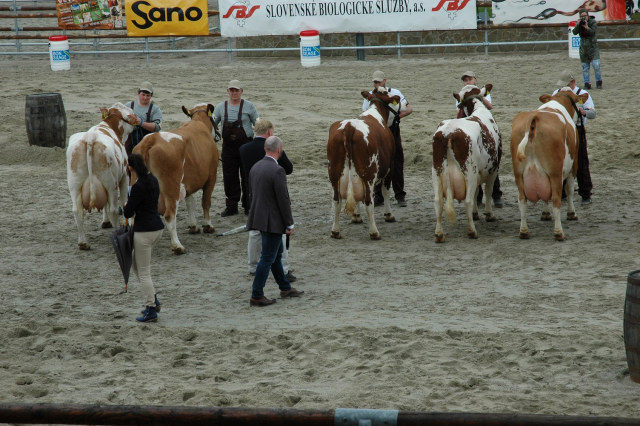 SImmental cup 2022 4