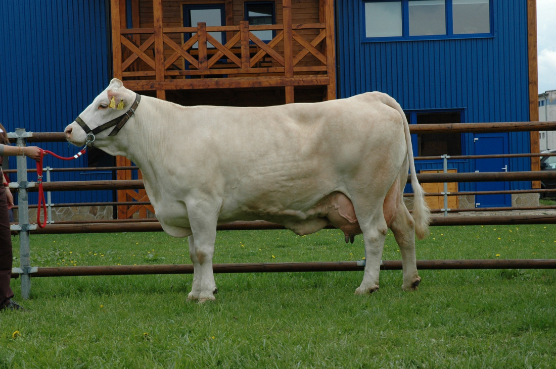 SImmental cup 2022 8