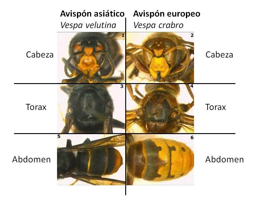 rozdiel srsen azisjky vs srsen europsky