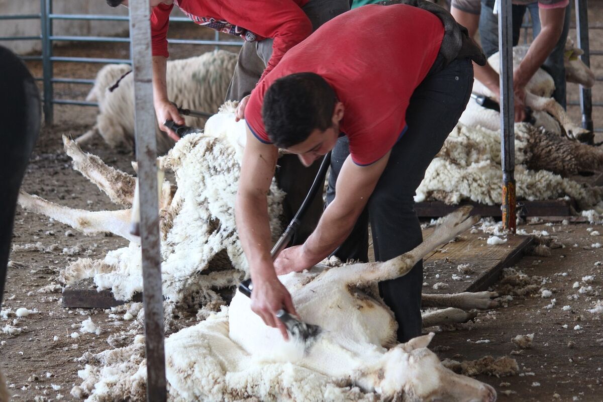 shear 3550622 1280