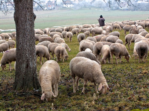 ovce pastier baca salasnictvo