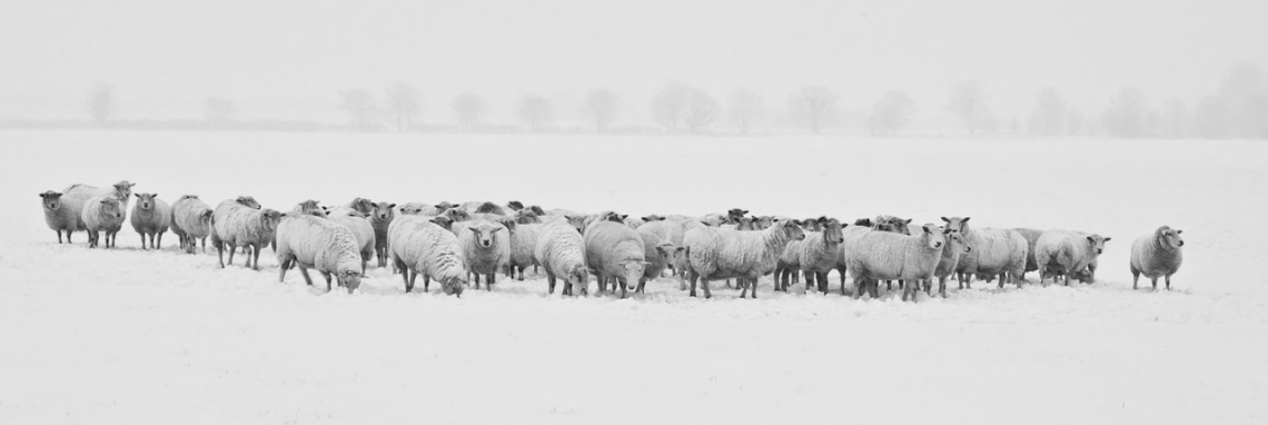 ovce v zime 2