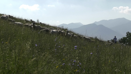 ovce Mala fatra