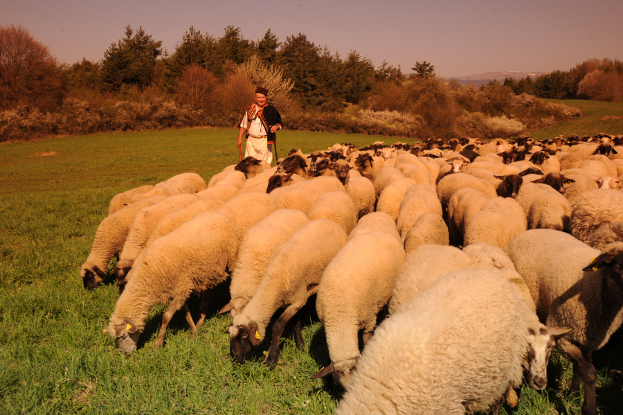 ovciarska valaska kultura