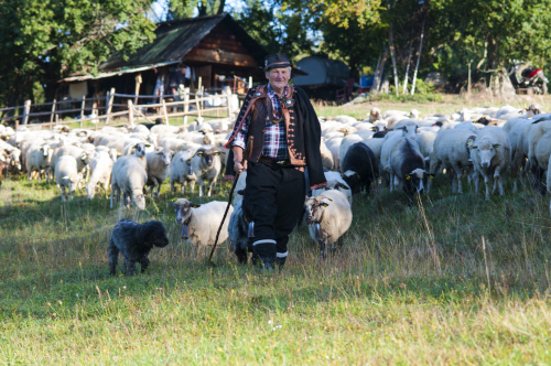 valasi
