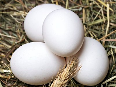 sliepky pozieraju vajcia