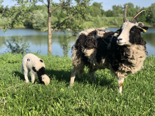 Jacob sheep 3