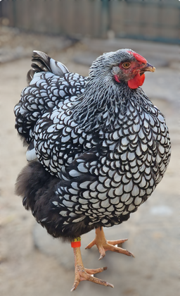 wyandotka strieborna ciernolemovana 01